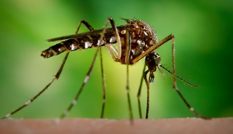 Mosquito